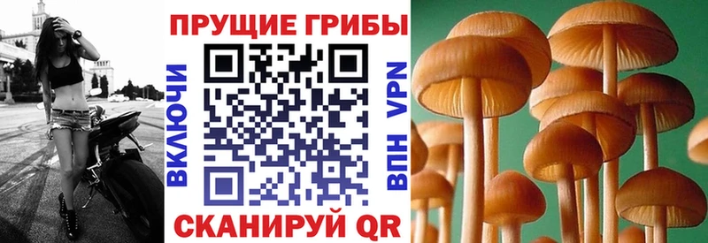 как найти закладки  Северодвинск  Галлюциногенные грибы GOLDEN TEACHER 