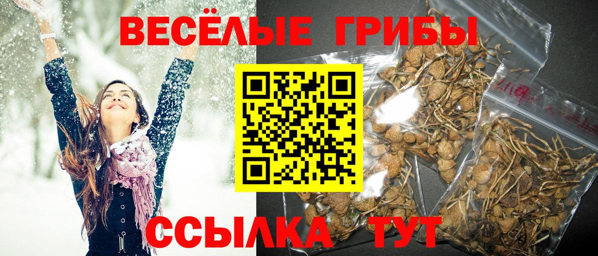 Северодвинск  Псилоцибиновые грибы Psilocybe  Вход с VPN 